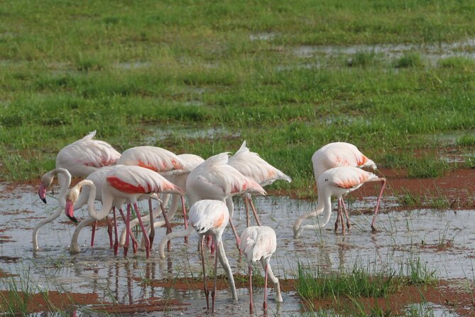 7 Days Vegans Private Safari Tour - Additional Details