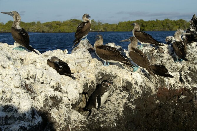 8-Day Galapagos Island Hopping Backpack Style: Los Tuneles and Kicker Rock - Activity Highlights
