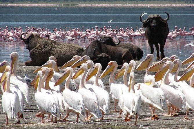 8 Day Private Kenya Safari in 4x4 Land Cruiser - Pricing Information