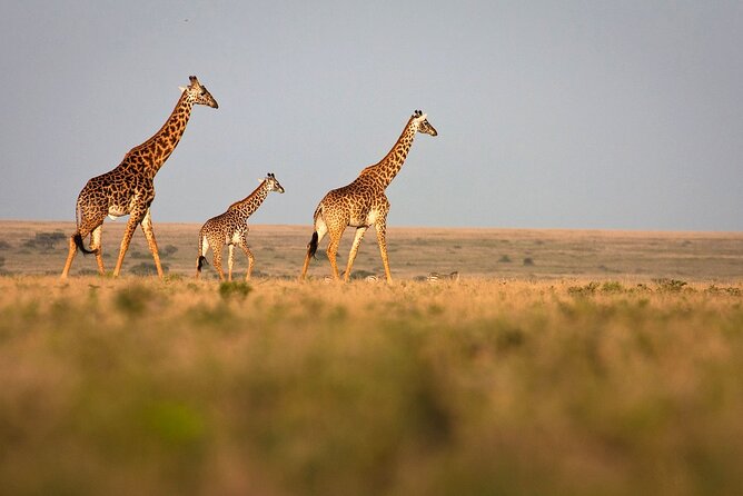 8 Days Private Tanzania Bush and Beach Family Safari - Dining Experiences