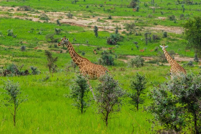 8 Days Source of Nile River Primates and Game Drive Safari - Day 6: Game Drive in Queen Elizabeth NP