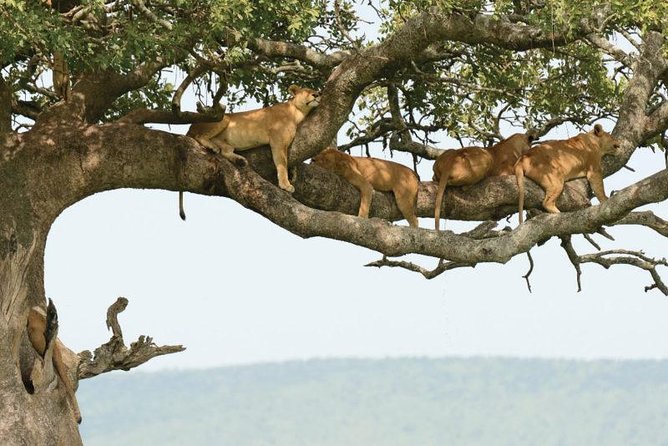 8day Best of Tanzania Wildlife Lodge Safari - Booking Options