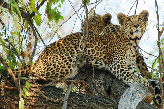 9-Day and 8-Night Zimbabwe Safari Plus Chobe Day Trip to Botswana - Transportation Logistics