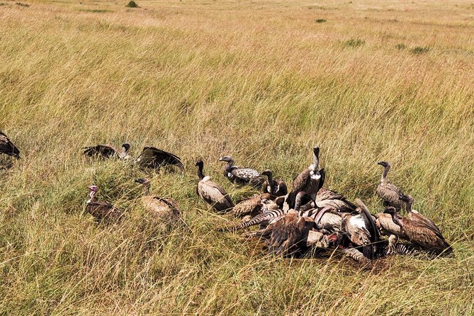 9-Day Cruise Kenya Safari With DALA (Customisable) - Additional Accessibility Information
