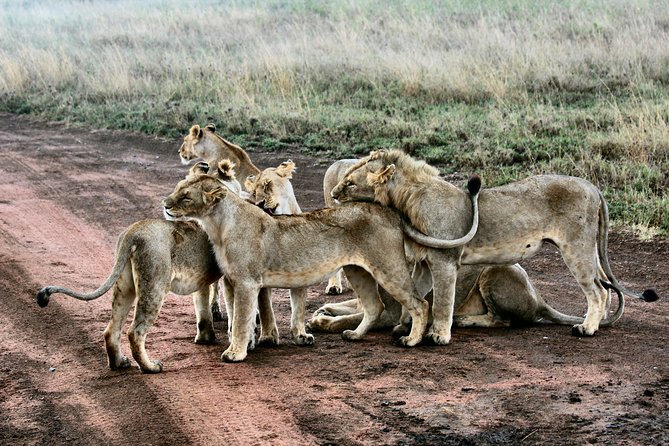9-Day Lemosho Route to Kilimanjaro From Arusha and Crater Camp - Meeting and Pickup