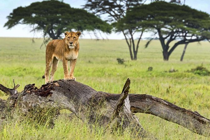 9 Days Kenya Tanzania Safari - Meeting and Pickup Details
