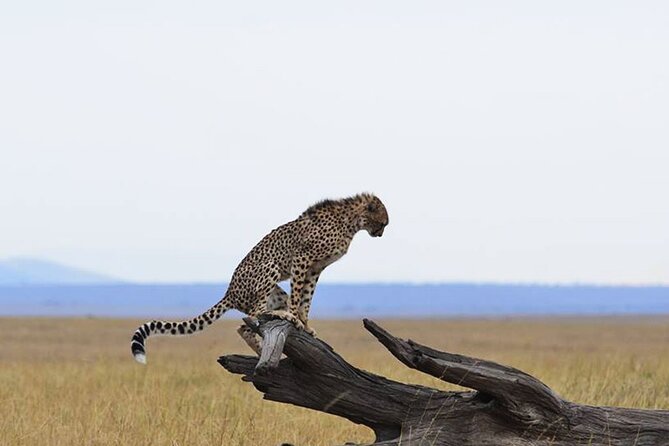 9 Days Private Serengeti Wildebeest Migration Safari - What To Expect