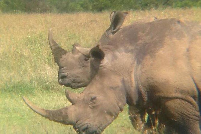 9 Days Rhino Safari - The Sum Up
