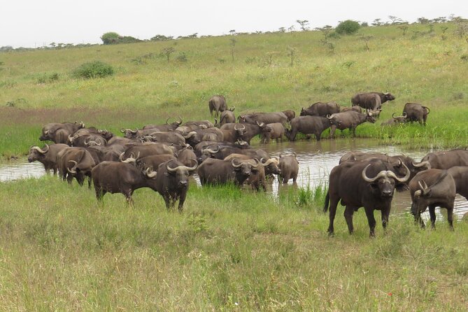A Day Tour to Nairobi National Park and Giraffe Center - Booking Details