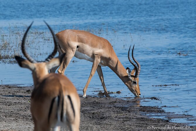 A Private Chobe Full Day Trip -Bostwana - Special Pickup Arrangements