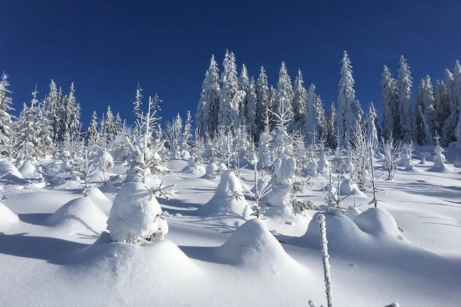 A Snowshoeing Day in Vitosha Mountains - Pickup From Any Hotel in Sofia