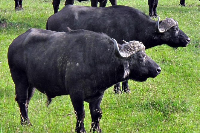 Aberdares National Park Luxury Lodge Safari 2days 1 Night Tour - Pricing and Booking