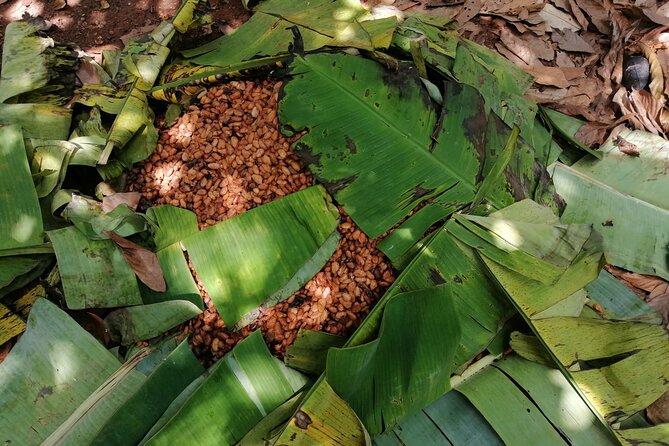 Aburi Botanical Gardens and Cocoa Farm - Private Tour - Safety and Participation Info