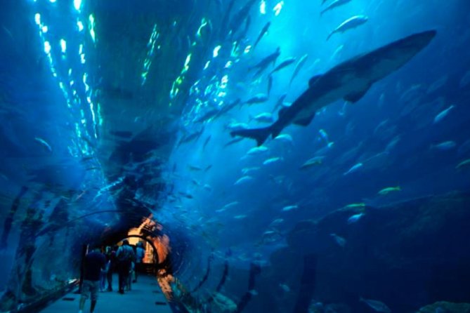 Access Entrance Ticket to AquaRio Aquarium - Including Transport and Ticket - Price and Booking Information