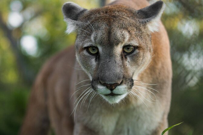 Admission Ticket to Las Pumas Rescue Center - Frequently Asked Questions