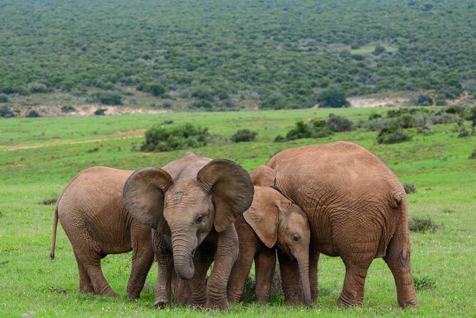 Africano Park Alexandria Safari From Cairo - Cancellation Policy