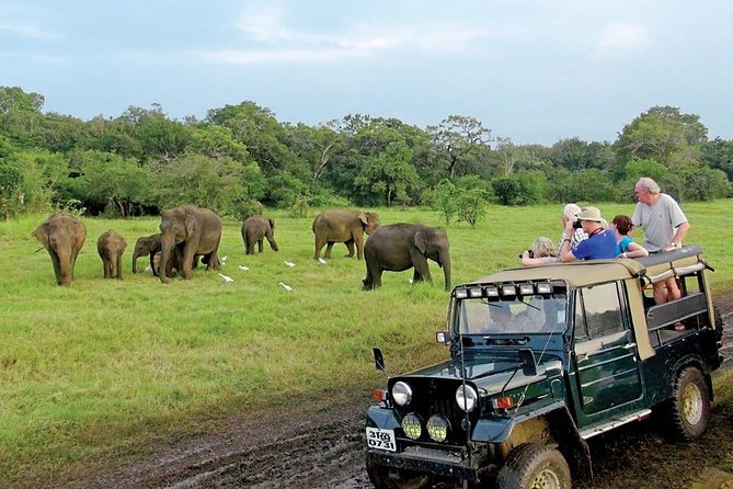 Afternoon Game Drive at Minneriya National Park - Attire and Health Restrictions