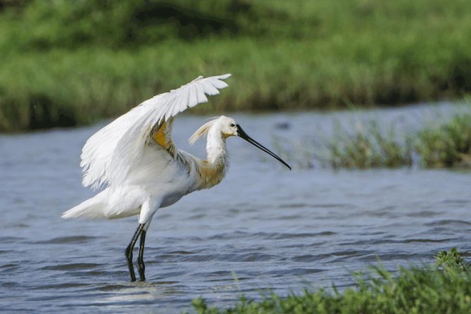 Afternoon Safari to Bundala National Park - Tour Restrictions