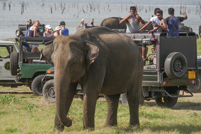 Afternoon Safari to Kaudulla National Park - Price