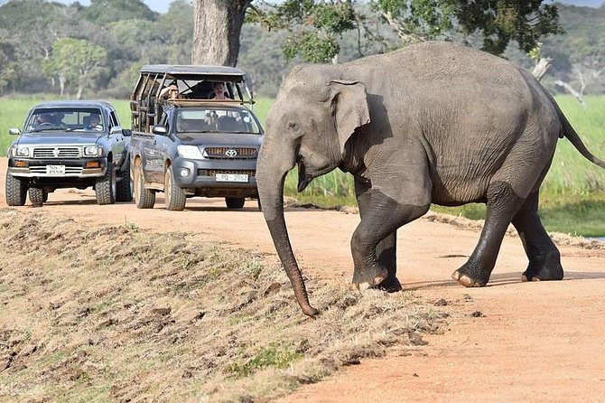 Afternoon Safari to Wilpattu National Park - Cancellation Policy