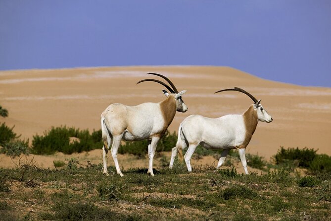 Agadir: Massa Park and Small Sahara Explore - Start Time