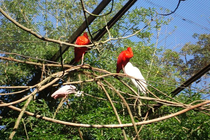 Airport IGU Round Trip & IGUassu Falls Brazilian Side & Bird Park - Additional Tour Information