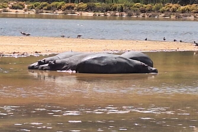 All-inclusive Big 5 Aquila Safari Game Drive Experience Day Tour - Customer Reviews