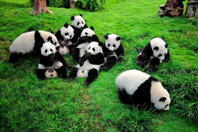 All Inclusive Chengdu Private Day Tour to Panda Breeding Base Andcity Highlights - Booking and Operator Details