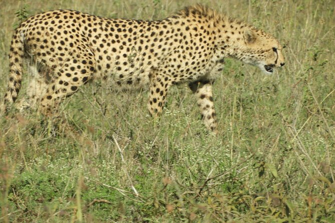 Amboseli Day Trip Private Tour - Cancellation Policy Highlights