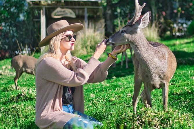 Animalpark | Giant Slide | Pachamama Hand - Operator and Cancellation Policy