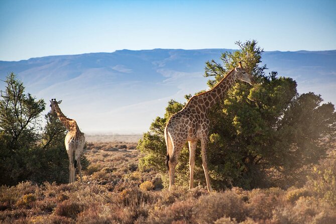 Aquila Safari Full Day Tour With Fairview Wine Tasting - Additional Details