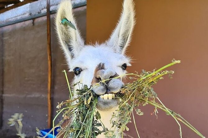 Arrival Transfer & Cusco City Tour (Private Service) - Frequently Asked Questions