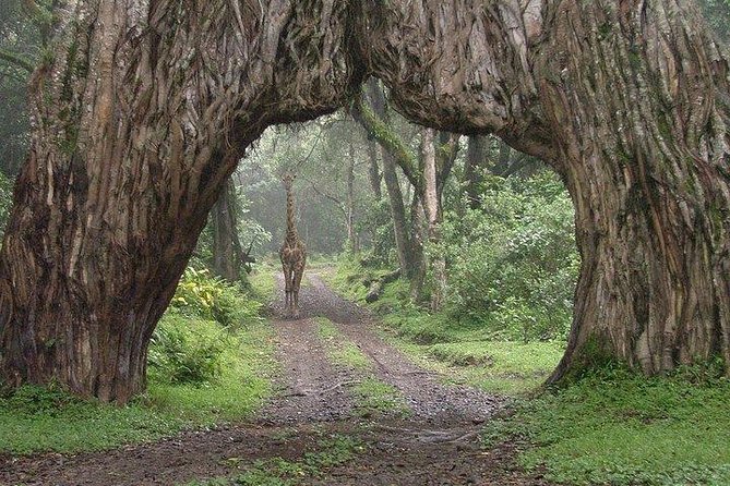 Arusha National Park Guided Tour From Arusha - Pickup Details