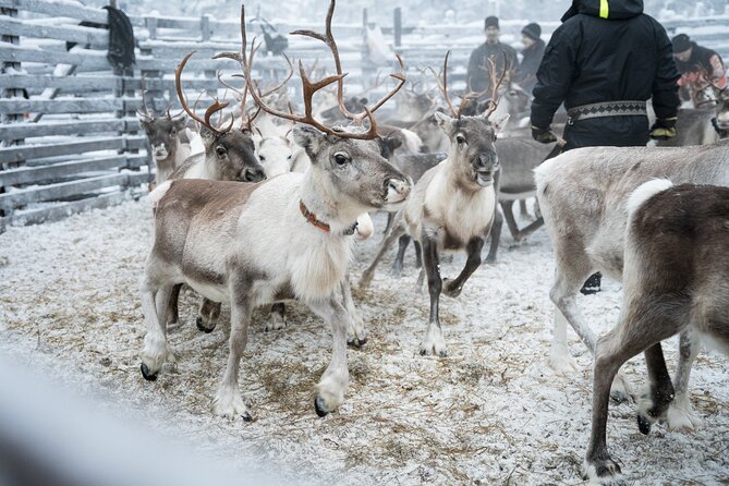 Authentic Reindeer Experience in the Wilderness in Levi - Additional Notes