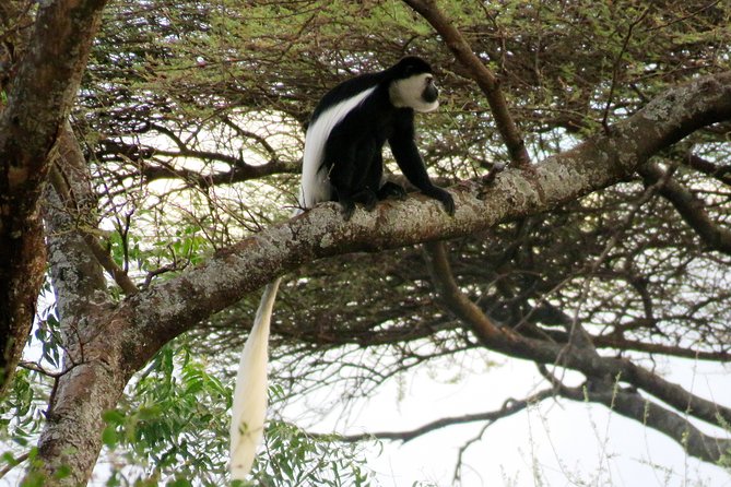 Bale Mountain National Park 5 Days Tour Package - Pricing and Group Size