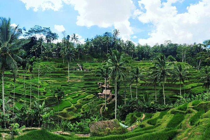 Bali Romantic: Ubud and Tanah Lot Tour - Price and Booking Information