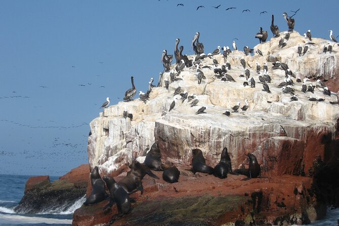 Ballestas Islands and Paracas Reserve Tour From San Martín Cruise - Important Restrictions