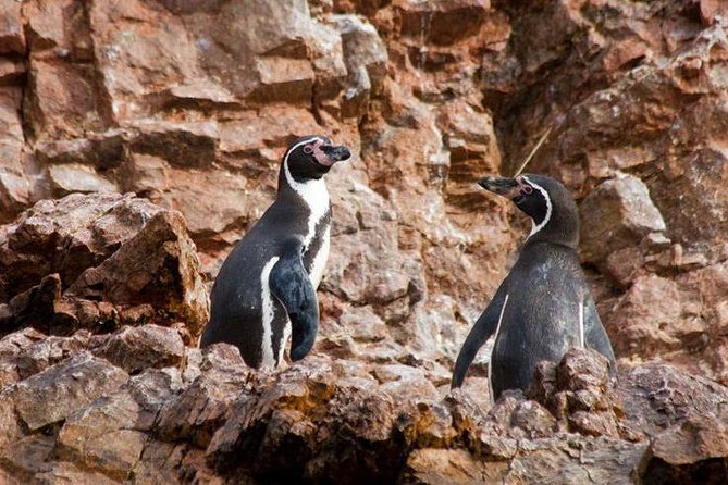 Ballestas Islands + Paracas National Reserve (From Paracas) - Frequently Asked Questions