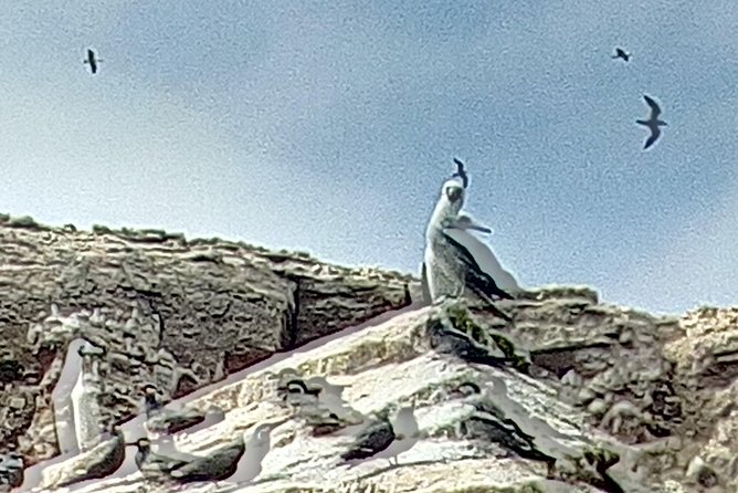Ballestas Islands Tour - Tips for a Successful Tour