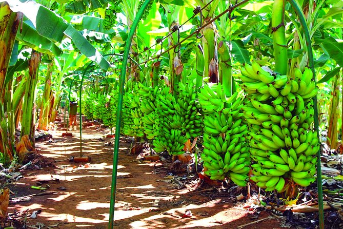 Banana Village Agadir+ Paradise Valley Trip &Argan Oil Breakfast - Directions and Timely Arrival
