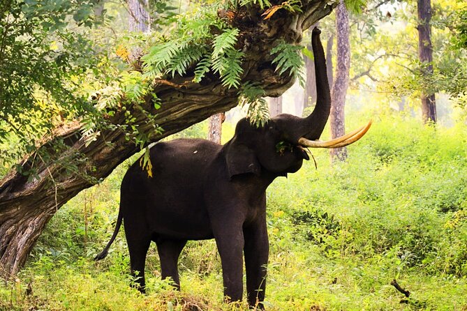 Bangalore to Cochin Natural and Cultural Sites Tour - Meals and Dining