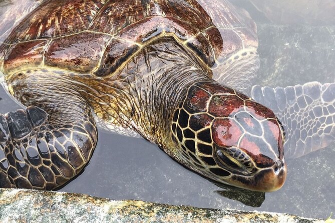 Baraka Aquarium, Spice Tour, Secret Garden, Prison Island, Emerson Restaurant - Pickup and Drop-off Details