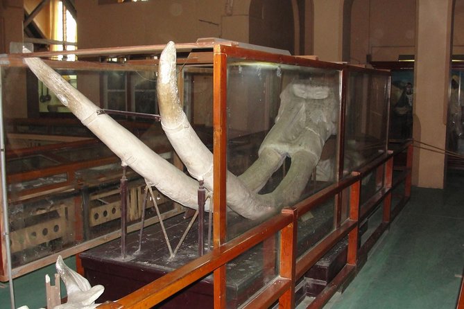 Baroda Museum and Champaner Archaeological Park Full Day Tour - The Sum Up