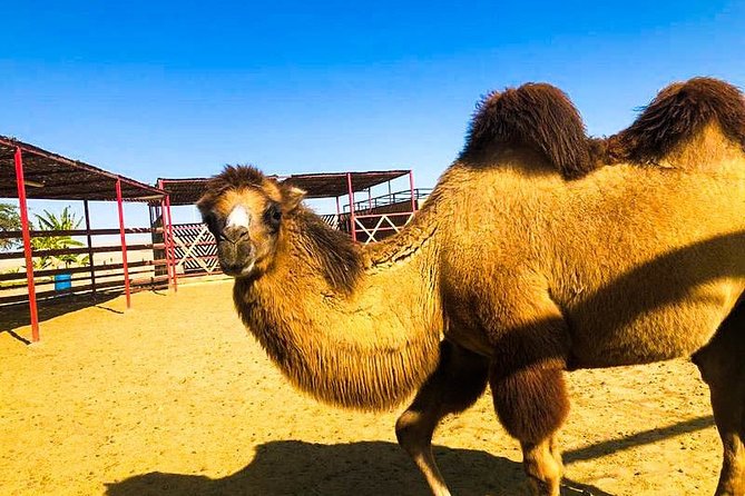Bedouin Adventure: Dromedaries in the Desert - Meal Inclusions