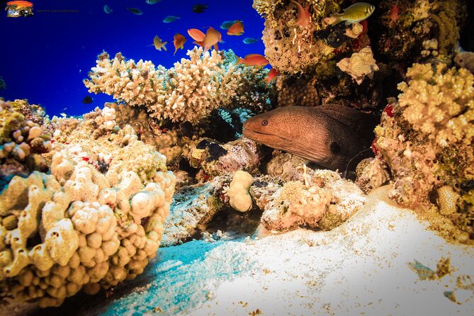 Beginners Scuba Diving 2 Stops Boat Trip With Equipments and Lunch - Hurghada - Operator Details