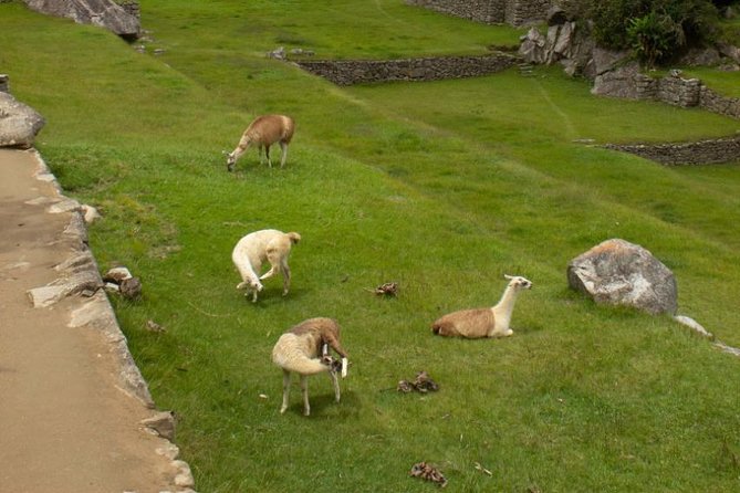 Best Andean View of Peru 6-Day Cusco, Machu Picchu, and Lake Titicaca Tour - Requirements and Maximum Travelers