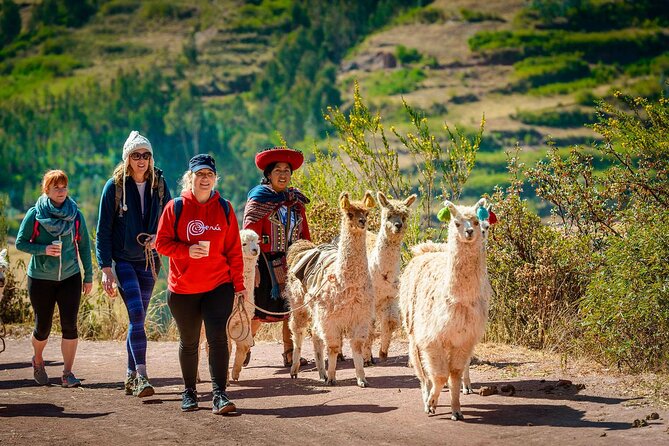 Best Day Sacred Valley Experience & Baby Alpacas - Private Tour - Transportation Information