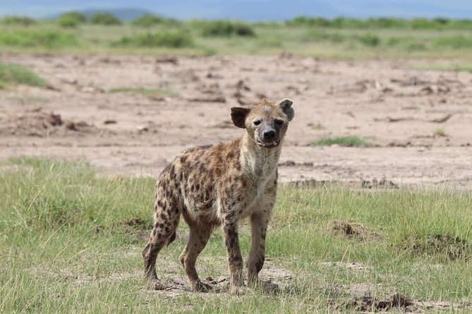 Big Cat Exclusive Safari - Price Information and Inclusions