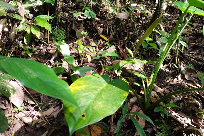 Bird-Watching and Nature Reserve Experience in Ibague - Flexible Cancellation Policy and Pricing