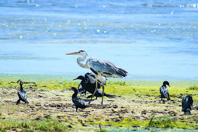 Bird Watching and Wildlife Tour (6 Days) - Frequently Asked Questions